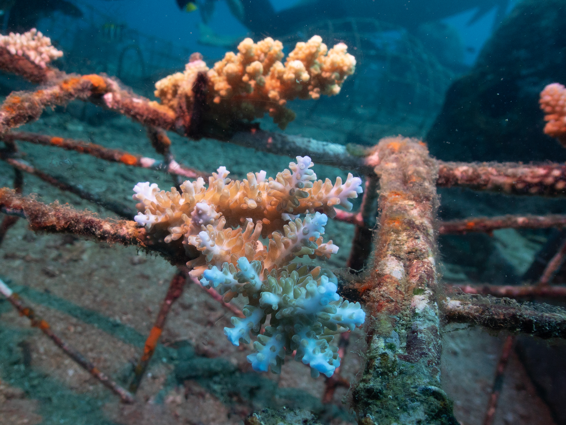 Diving